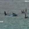 Сотні китів застрягли на мілині на узбережжі Австралії