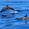 Сотни дельфинов выбросились на берег в Австралии 