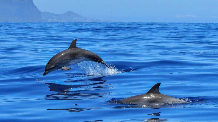 Дельфины / Фото: Pixabay