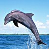 Украинские пограничники "вырвали" дельфина из лап браконьеров (видео)