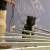 Собаки проти мін: у Боснії тварин тренують рятувати життя