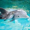В Одесском дельфинарии родился малыш (видео)