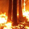 Пожары в Луганской области: огонь охватил новые районы (видео) 