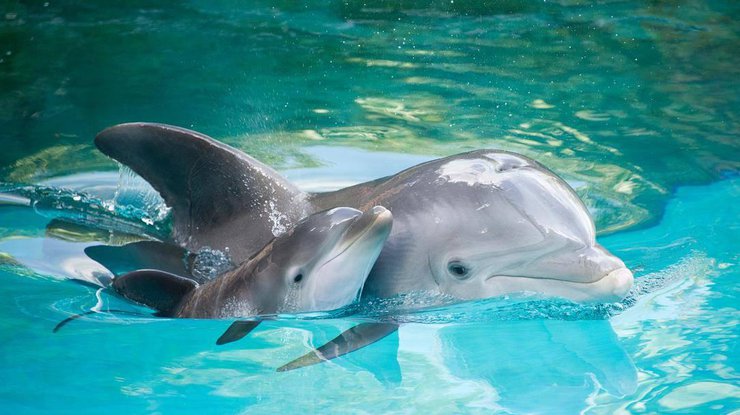 Дельфины/ Фото: nashzelenyimir.ru