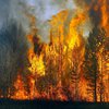 В двух областях продолжают тушить лесные пожары 