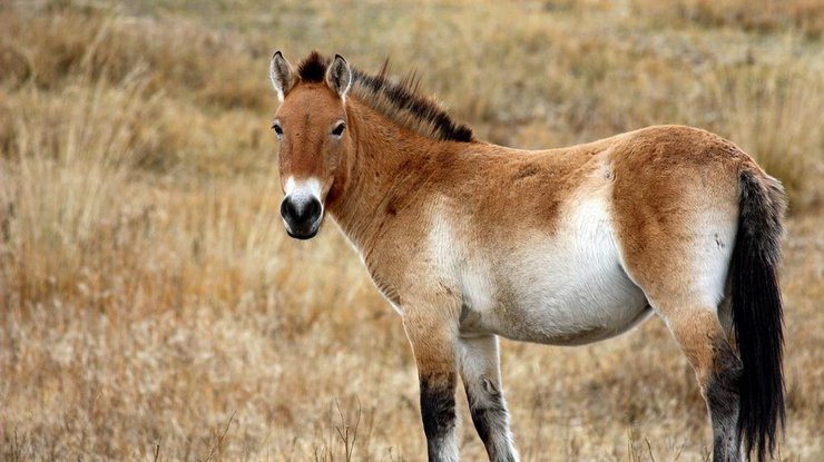 Лошадь Пржевальского/Фото: mirchudes