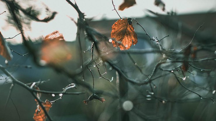 Осенний дождь / Фото: Pixabay