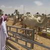 У Саудівській Аравії збудували лікарню для верблюдів