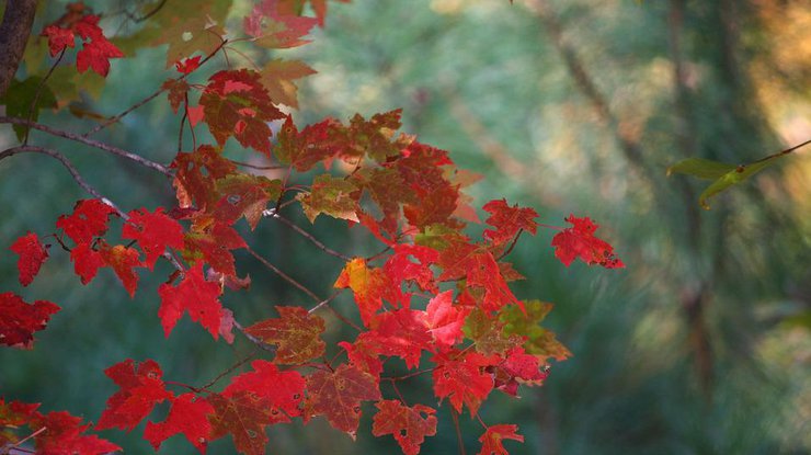 Осень / Фото: Pixabay