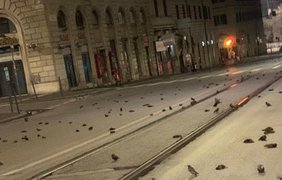 Дождь из мертвых птиц усеял центр Рима (видео)