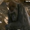 У зоопарку в Сан-Дієго горили захворіли на COVID-19