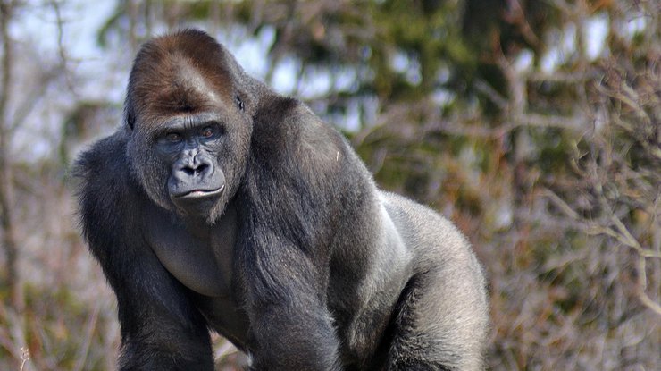 У горилл наблюдался такой симптом, как кашель/ фото: Web-Zoopark