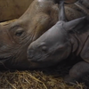 У Польщі святкують день народження рідкісного  носорога