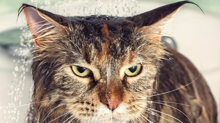 Хозяйка забыла кота в стиральной машимне