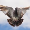 Преодолевшего 13 тысяч км голубя хотят усыпить 