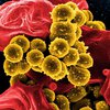 Война с "возбудителем" смерти: лабораторные бактерии убьют стафилококк