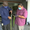 У Малазії збудували безпілотник із листя