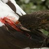 На Галапагосских островах "зяблики-вампиры" атакуют птиц (видео)