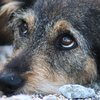 В Киеве разыскивают живодера и избитого им щенка (фото, видео)