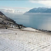 У Швейцарії сніг укрив знамениті виноградники Лаво