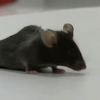 У Німеччині навчились лікувати параліч у мишей