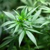 Легализация марихуаны: Ляшко сделал важное заявление 