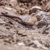 5 тысяч лет в земле: ученые раскопали уникальный артефакт (фото)