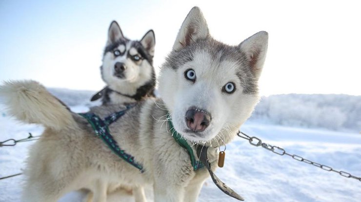 Собаки/ фото: arctic.ru