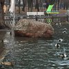 Озеро посреди мегаполиса: в Днепре утки облюбовали пешеходные дорожки