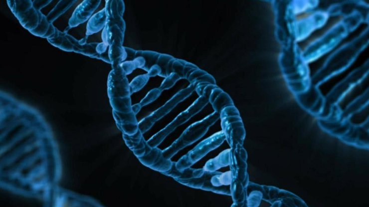 Ко времени нового открытия геном человека состоял из 20 тысяч генов/ фото: Indicator