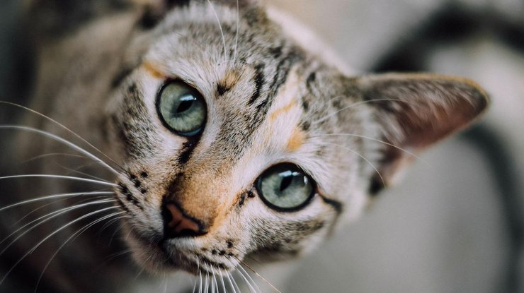 Одесский живодер убивал котов/фото: pixabay