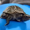 В США нашли черепаху-мутанта (фото)