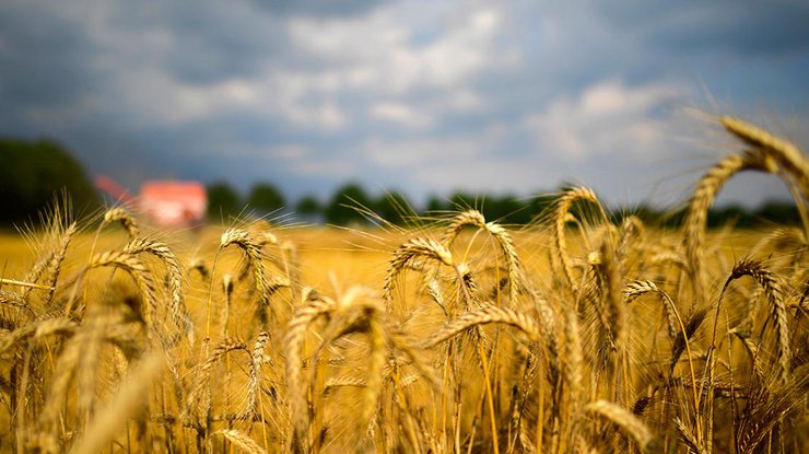 Экспорт пшеницы в нынешнем сезоне составил 10,05 тонн/ фото: РБК