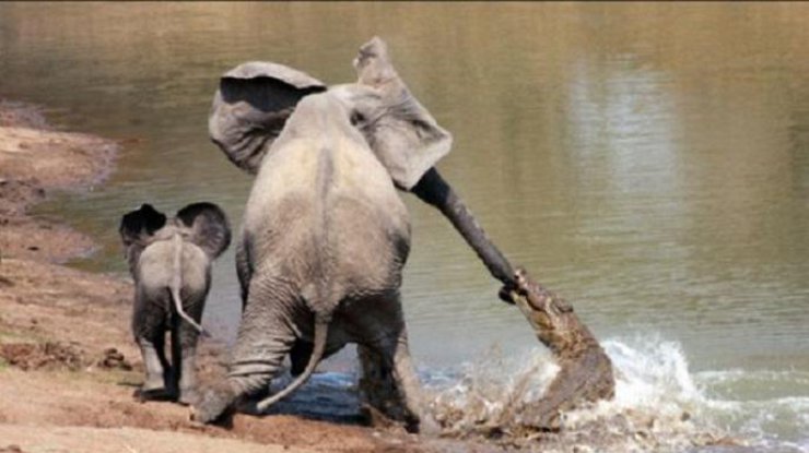 Слониха самоотверженно защищала своего слоненка