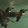 В Харьковский зоопарк привезли единственных в стране пингвинов (фото, видео)