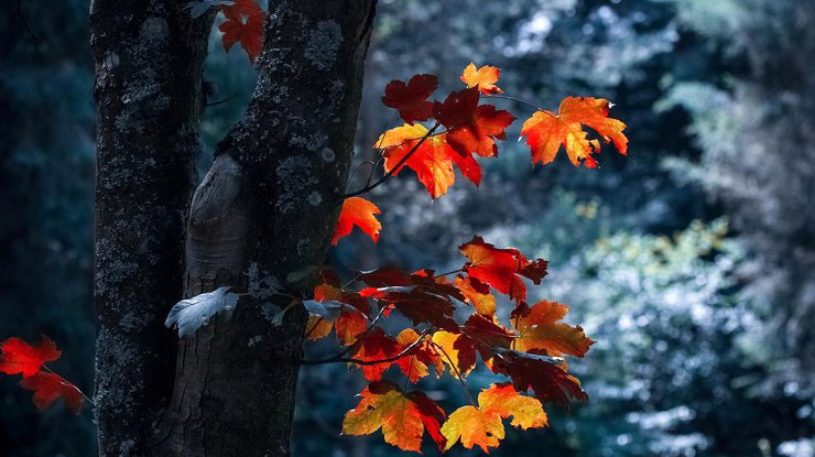 Фото: осень / Pexels