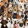 "Собачья" семья: найден ближайший родственник домашнего любимца