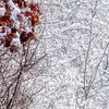 В Украине резко похолодает: когда ждать снега 