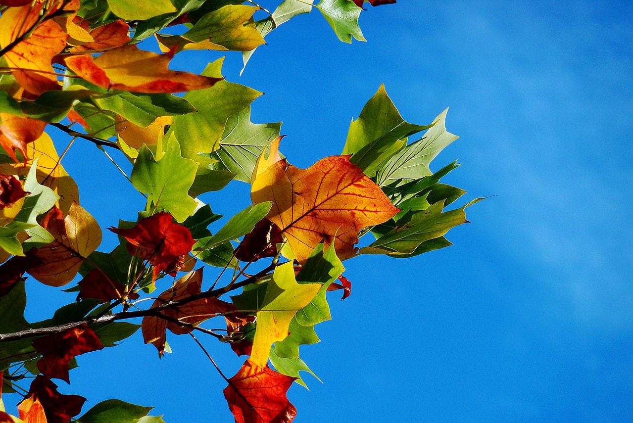 Температура воздуха днем поднимется до +17, а ночные морозы вообще отойдут