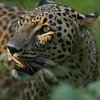 В Индии заметили "клубничного" леопарда - самого редкого хищника в мире (фото)