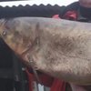 В Украине мужчина поймал 37-килограммовую рыбу-"монстра" (фото) 