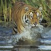 Новый год-2022: для каких знаков зодиака Водяной Тигр принесет счастье