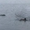В Бразилии на мужчину в озере набросился и искусал аллигатор (видео)