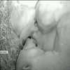 У зоопарку німецького Ростока народилися білі ведмежата