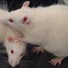Крысы-геймеры: ученые поразили открытием о грызунах (видео)