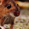 В запорожском супермаркете пельмени продавали с живыми мышами (видео)