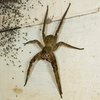 Гигантский паук и поцелуй ворон: потрясающие фото дикой природы 2021 года