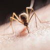 В Индии комары переносят опасную болезнь: зафиксирована вспышка заболевания 