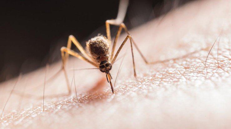 Комары переносят болезнь 