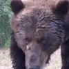 В Чернобыле медведь-гигант убил оленя (фото) 